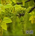 康县核桃花150克