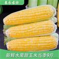 新鲜水果甜玉米当季9斤包邮量大优惠