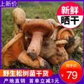卓尼县-野生松树菌干货500g/袋