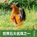省名牌龙岩老字号河田牌阉公鸡-196°C液氮深冷锁鲜-整鸡