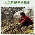 卓尼羊肚菌干货  自有种植基地  100g袋装
