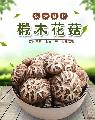 康县优选椴木小花菇250克