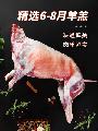 农家散养草膘羊羔《一整只羊》30斤左右