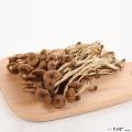 康乐县自产茶树菇250克
