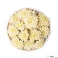 精品白菊花茶70g