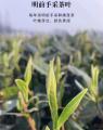 康县茶叶特产绿茶明前茶五子翠竹