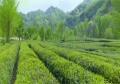 康县茶叶特产绿茶明前茶五子翠竹