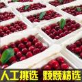 康乐县农家新鲜水果脆甜多汁现摘现发大樱桃航空包邮5斤