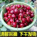 康乐县农家新鲜水果1.5kg脆甜多汁现摘现发大樱桃航空包邮3斤
