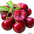 康乐县农家新鲜水果1.5kg脆甜多汁现摘现发大樱桃航空包邮3斤