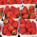 康乐县新鲜水果1.5kg现摘现发精品奶油草莓3斤航空包邮