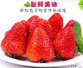 康乐县新鲜水果1.5kg现摘现发精品奶油草莓3斤航空包邮