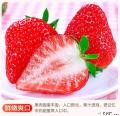 康乐县新鲜水果1.5kg现摘现发精品奶油草莓3斤航空包邮