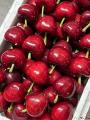 康乐县新鲜水果脆甜多汁现摘现发美早大樱桃5斤装包邮
