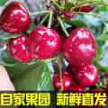 精选康县大樱桃5斤每箱