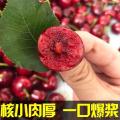 精选康县大樱桃5斤每箱