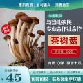 康乐县自产茶树菇250克