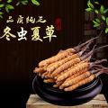 虫草天然藏区虫草