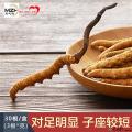 冬虫夏草特级（10g*盒）30根装