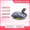 康乐县散养乌鸡整只