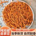 康县特产虫草花 煲汤必备 袋装50g×2包邮