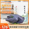 甘肃康乐农家散养乌鸡  约1.25kg-1.5kg