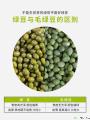 农家自种脱皮蜕皮绿豆5斤包税包邮