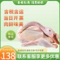 农家散养大白鹅2.5kg