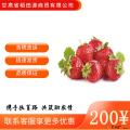 康乐县新鲜水果现摘现发精品奶油草莓5斤航空包邮