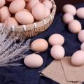 康乐县 鲜鸡蛋 30枚/盒