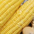 新鲜免煮即食水果玉米20只装