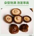 卓尼香菇干货200g袋装  自有种植基地  高原品种  营养更健康