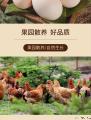 土鸡蛋（吃五谷杂粮的跑山鸡蛋）
