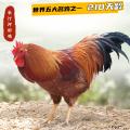 河田鸡（阉公鸡、210日龄）