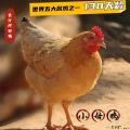 河田鸡（散养母鸡130天龄）