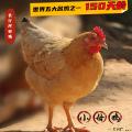 河田鸡（散养母鸡150天龄）