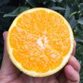 赣南脐橙