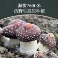 卓尼县精品赤松茸礼盒250g