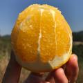 新鲜赣南脐橙应季水果现摘先发12斤一箱