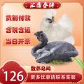 甘肃康乐农家散养乌鸡 1.25kg-1.5kg