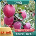 卓尼县高原花牛苹果18玫精选实惠装9.5-10斤
