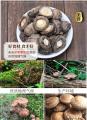 康县椴木香菇250g/袋