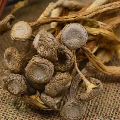茶树菇150克/袋 炖鸡炖鸭炖排骨的最佳拍档