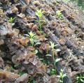 卓尼高端黑木耳【200克/袋】头茬 新货 不卖陈货洗净 泡二十分钟即可炒菜 涮火锅