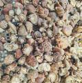 卓尼高端香菇【180克/袋】头茬 新货 不卖陈货洗净 泡二十分钟即可炒菜 涮火锅
