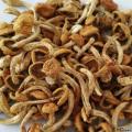卓尼县高原滑子菇500g
