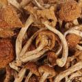卓尼县高原滑子菇500g