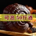 卓尼县高原灵芝(带孢子粉）300g