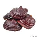 卓尼县高原灵芝(带孢子粉）300g