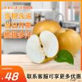 水果    香甜多汁 秋月梨大果  4.5斤